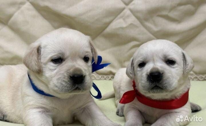 Щенки лабрадора палевые
