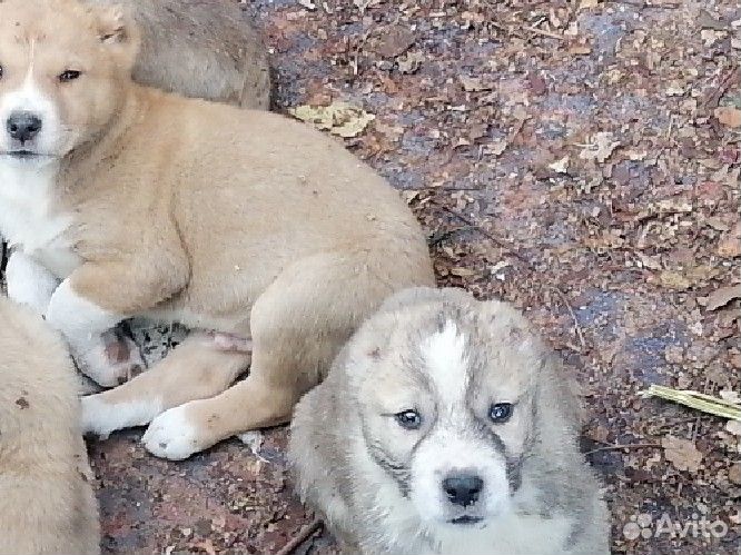 Алабай, щенок