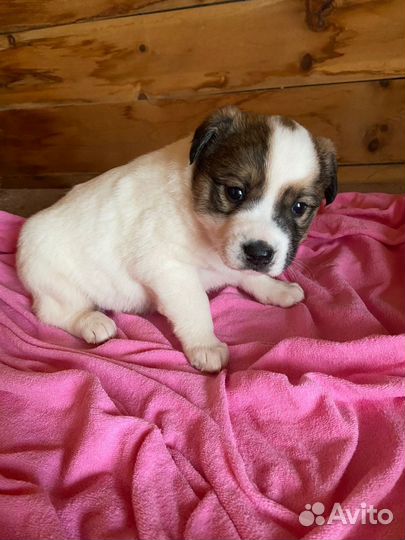 Собака щенок бесплатно