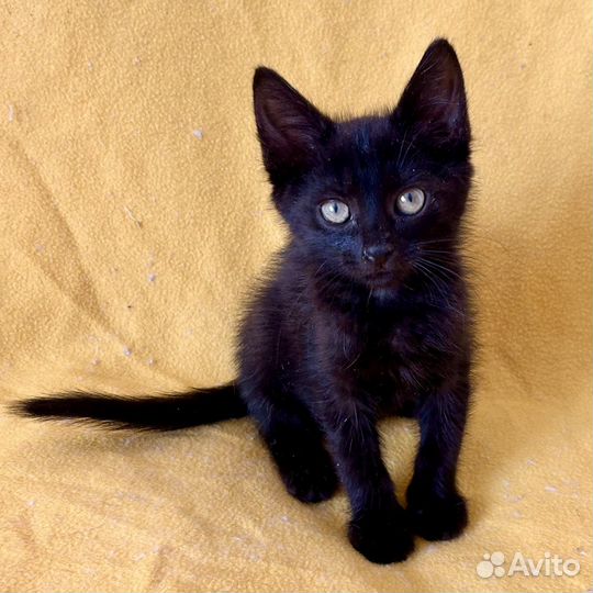 Котёнок Уголёк в добрые руки