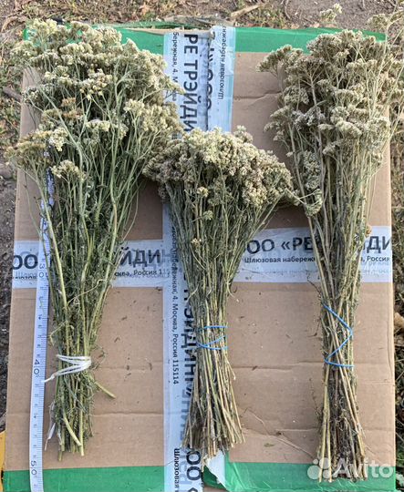 Травы для бани. Травы для чана