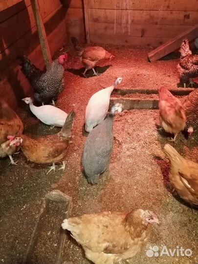 Куры несушки оптом