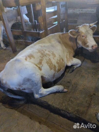 Коровы Телки