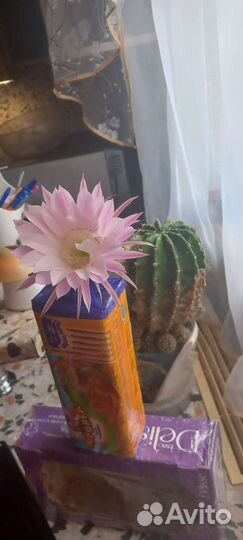 Детки от кактуса