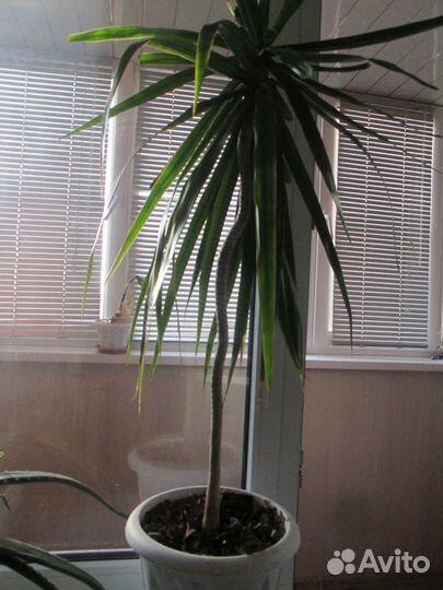 Горшки для растений Растения