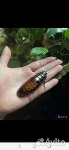 Тараканы,бражник,зофобас,саранча, и другое