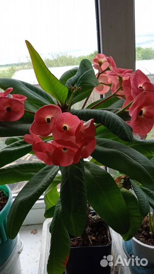 Молочай миля