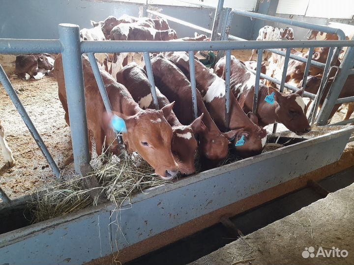 Бычки на откорм