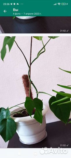 Хойя и другие комнатные цветы