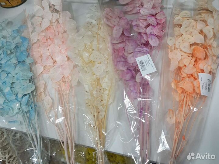 Лунария сухоцветы