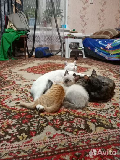 Кошка в дар бесплатно