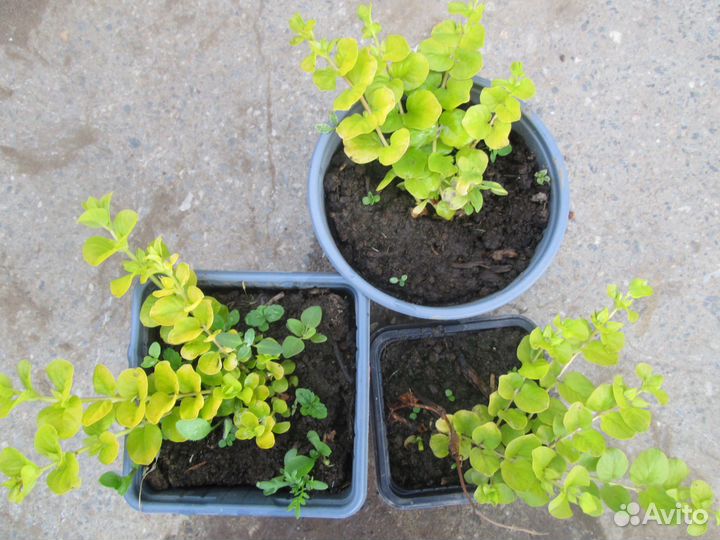 Вербейник монетчатый