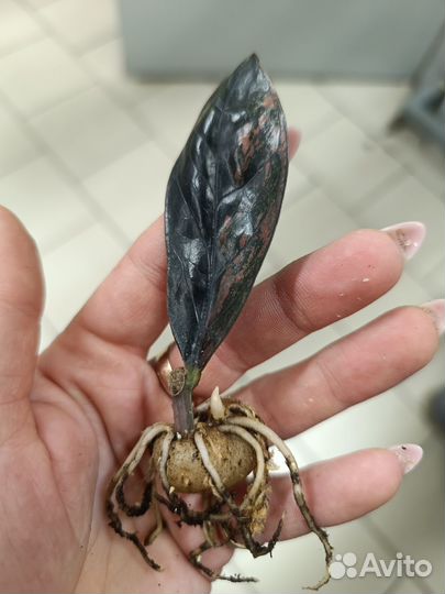 Замиакулькас Пинк Оранж