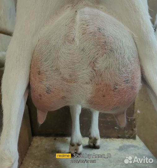 Козочка Ламанча