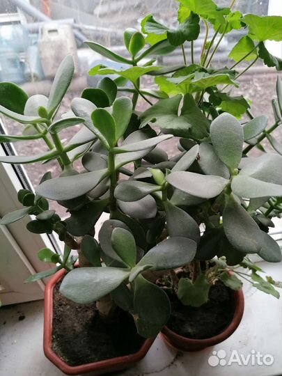 Денежное дерево