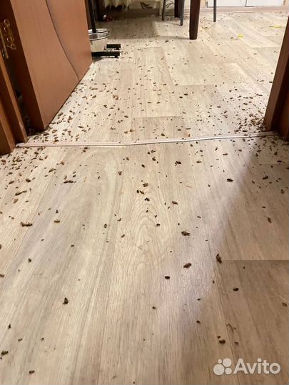 Уничтожение клопов, тараканов Дезинсекция