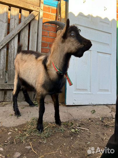 Коза и козёл