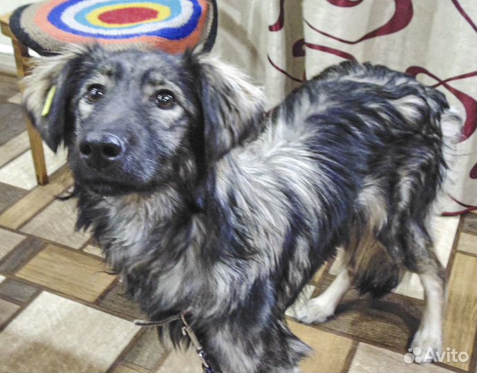 Тима-Фатима - стерильная молодая собака в дар