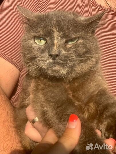 Кошка