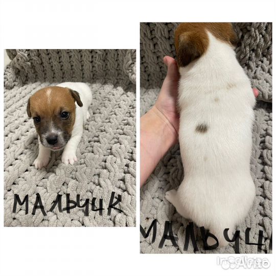 Джек рассел терьер щенки