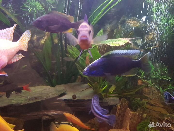 Аквариум- 200л с рыбками- 30шт актуально до 14.08
