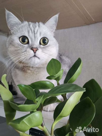 Кот на новоселье