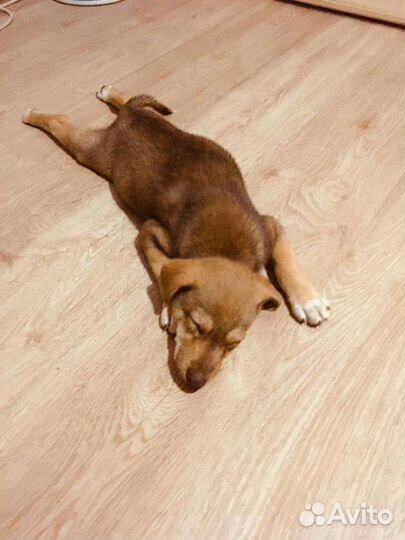 Щенок в добрые руки