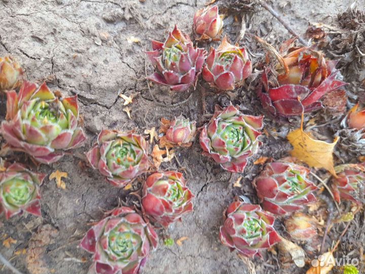 Молодило каменная роза (семпервивумы)