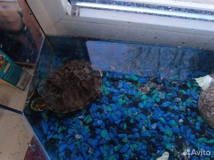 Подарю черепашку , В добрые руки