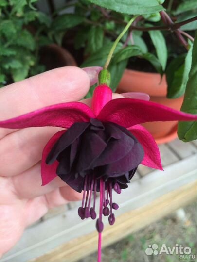 Фуксии сортовые