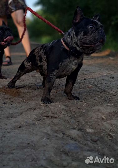 Кобель, вязка