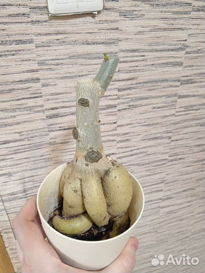 Адениум бонсай