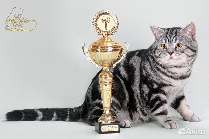Вязка британский кот