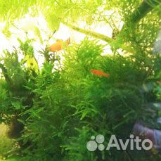 Рыбы, растения