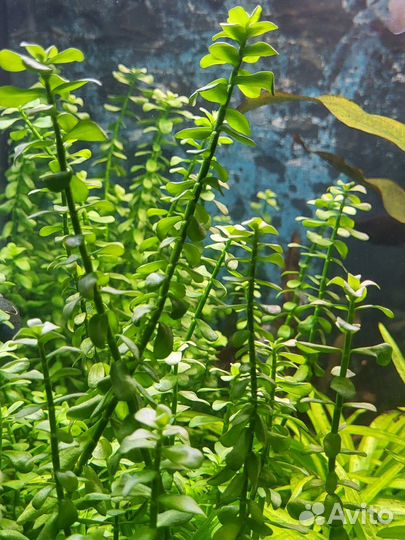 Аквариумные растения