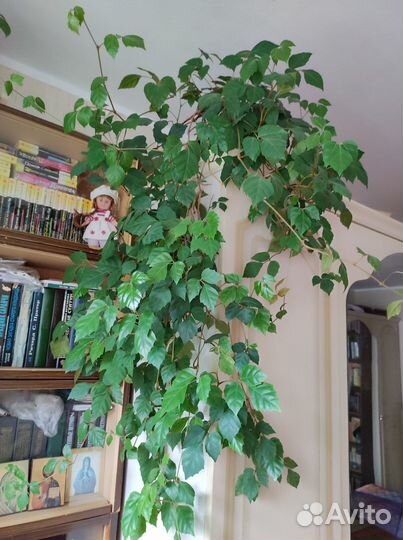 Циссус березка взрослый