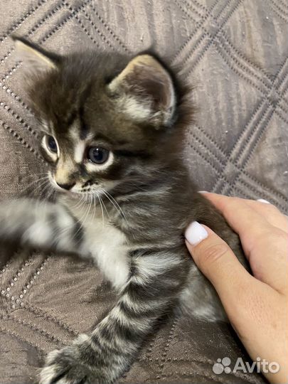 Котенок бесплатно