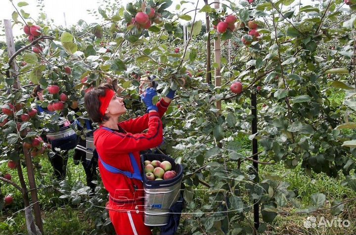 Сборщик урожая яблок