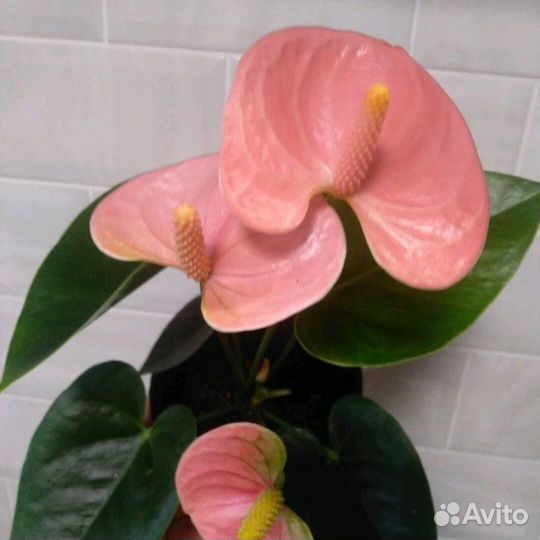 Антуримы намора, спирит и свит дрим