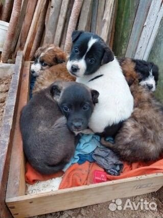 Щенки в добрые руки
