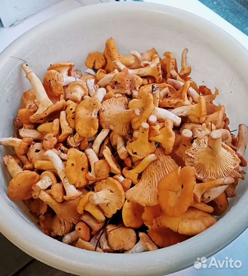 Продам грибы лисички