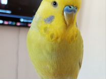 Ручной говорящий волнистый попугай