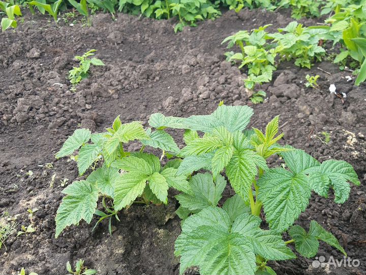 Саженцы малины желтой 60и красной