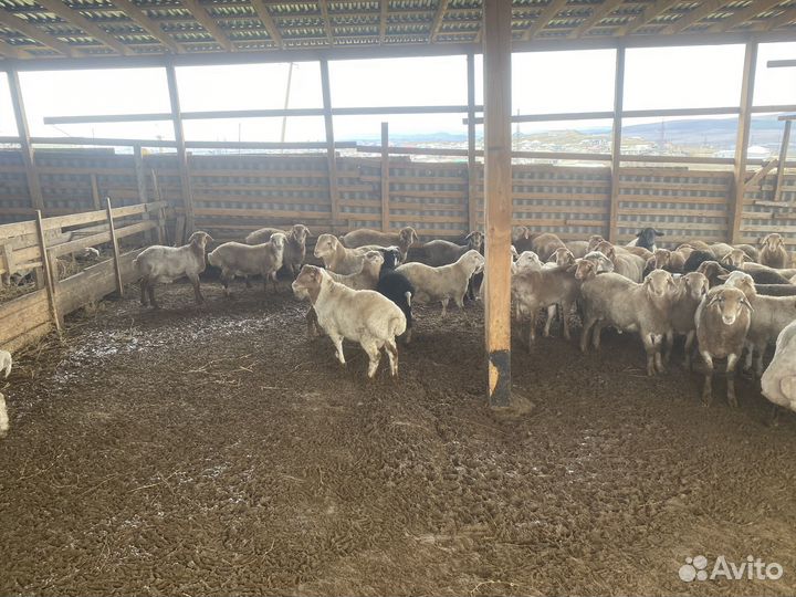 Ярки и баранчики