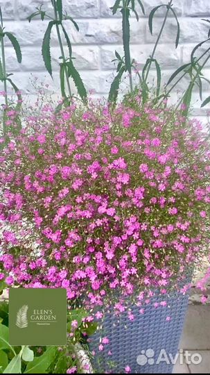 Гипсофила Джипси Пинк семена