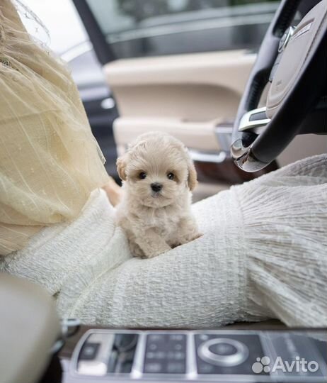 Мальтипу f1 micro беби фейс маленький размер