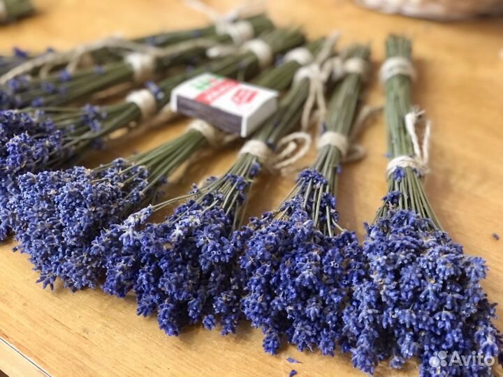 Лаванда сухоцвет