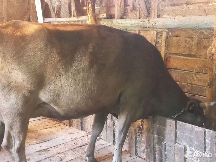 Коровы дойные молочные ставропольский край