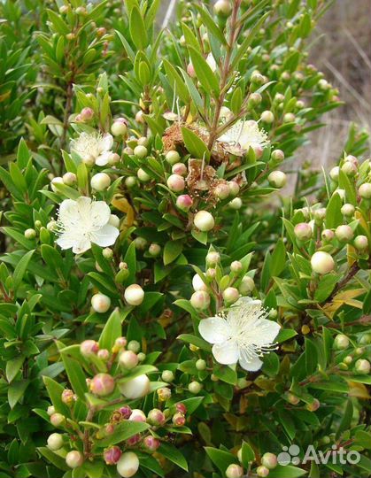 Миртовое дерево семена