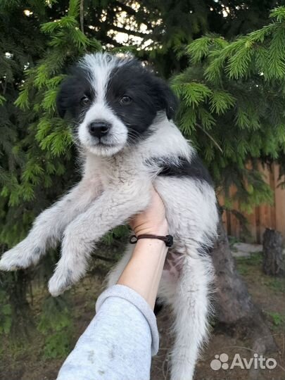 Щеночек Пёс